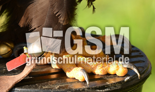 Weißkopf-Seeadler (26).jpg